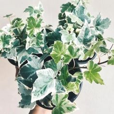 a potted plant with green and white leaves