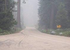 a foggy road in the middle of a forest with trees and signs on it