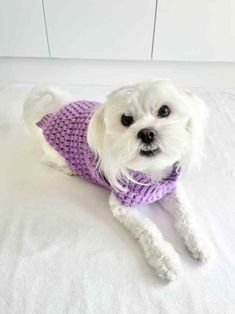 a small white dog wearing a purple sweater