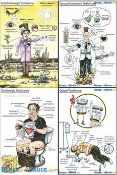 the four stages of an animal's life cycle are shown in three separate pictures