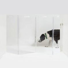 a black and white dog is looking in a glass case with its head inside it