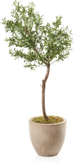 a bonsai tree in a pot on a white background