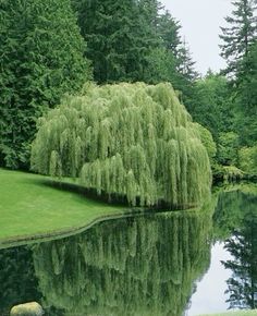 a large tree sitting next to a lake in the middle of a lush green forest