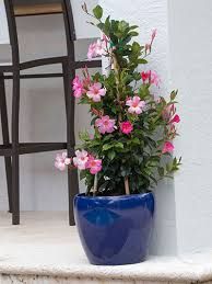 a blue potted plant with pink flowers sitting on a ledge next to a chair