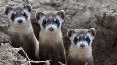 three ferrets standing next to each other in front of a rock wall and grass