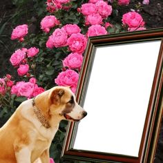 a dog sitting in front of a mirror looking at it's own reflection with pink flowers behind it