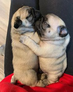 two pug puppies are cuddling together on a chair