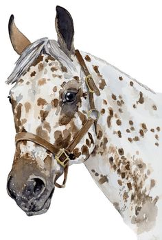 a brown and white horse wearing a bridle with spots on it's face