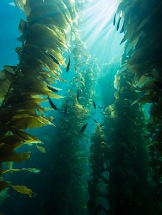 an underwater view of seaweed in the water with sunlight coming through it's branches