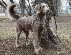 a brown dog standing next to a tree