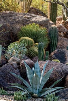 cactus and succulents in the desert with rocks, plants and trees behind them