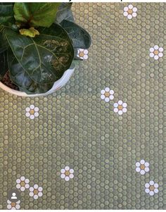 a potted plant sitting on top of a tiled floor next to a green wall