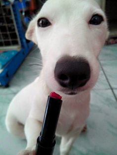 a white dog holding a red lipstick tube in it's mouth