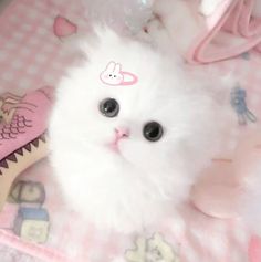 a white cat laying on top of a pink blanket