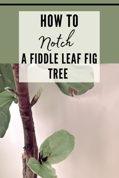 a fiddle leaf tree with text overlay how to nota a fiddle leaf fig tree