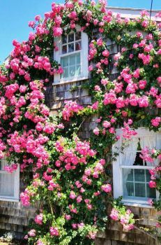 pink flowers growing on the side of a house