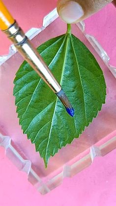 a person holding a pen over a green leaf in a clear plastic container on a pink surface