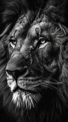 Ethereal lion moments captured in mesmerizing photography. Lion Face Photography, Big Cat Species, Tiger Photography, Black And White Lion, Lion Photography, Wild Lion, Lions Photos