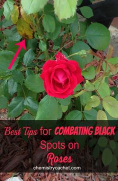 a red rose with the words best tips for combating black spots on roses in front of it