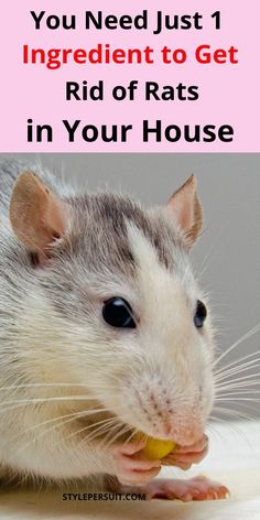 a rat eating something with the caption you need just 1 ingredient to get rid of rats in your house