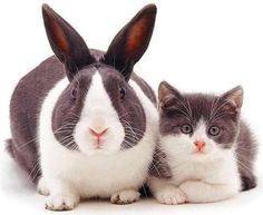 two rabbits and a cat sitting next to each other in front of a white background