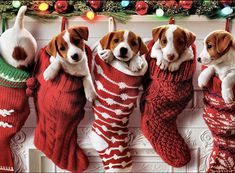 four puppies are sitting in christmas stockings