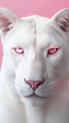 a white tiger with pink eyes and long ears is looking at the camera while standing in front of a pink background