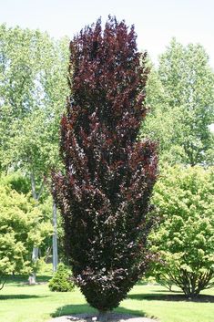 a very pretty tree in the middle of some grass