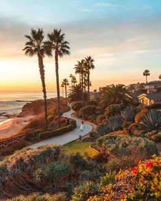 a person walking down a path next to the ocean at sunset with palm trees in the foreground