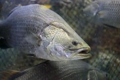 a large group of fish swimming in an aquarium