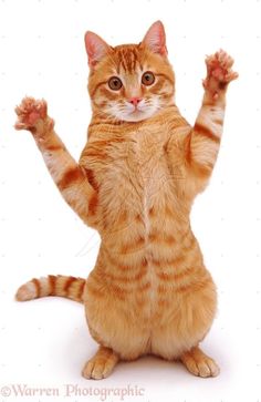 an orange tabby cat sitting on its hind legs and arms up in the air