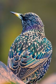 a colorful bird sitting on top of a tree branch