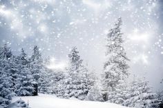 the snow is falling down on trees and in the distance, stars are flying over them