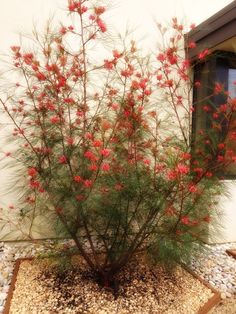 a small bush with red flowers in front of a window on graveled area next to rocks