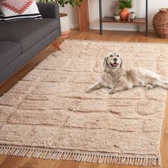 a white dog laying on top of a rug in a living room next to a couch