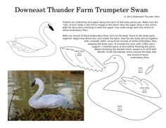 an image of a swan with its wings spread out in front of water and the words downeast thunder farm trumpeter swan