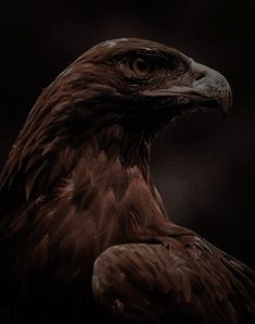 a close up of a bird of prey on a black background