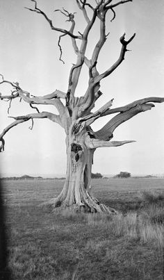 an old tree in the middle of a field