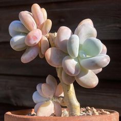 a close up of a small plant in a pot