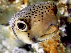 a puffer fish with black dots on its face looking at the camera while swimming