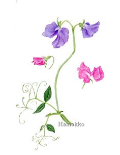 Sweet pea botanical drawing Sweat Peas Flowers, Sapphire Tattoo, Pansy Tattoo, Vine Tattoo, April Birth Flower, Flowers Cards