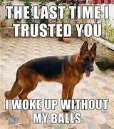 a german shepard dog standing in front of a brick patio with the words, the last time i trusted you i woke up without my balls