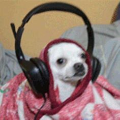 a small dog wearing headphones on top of it's head while wrapped in a blanket