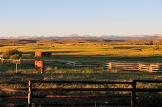 a brown horse standing on top of a lush green field next to a wooden fence