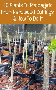 several potted plants with the words 10 plants to propagate from hardwood cuttings and how to do it