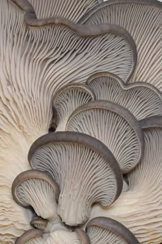 the underside of a group of mushrooms