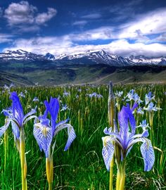 blue flowers in the middle of a field with mountains in the background