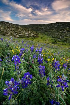 a field full of blue and yellow wildflowers under a partly cloudy sky with hills in the background