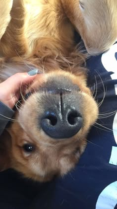 a close up of a person petting a dog's nose with it's paw