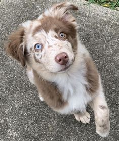 a brown and white dog with blue eyes sitting on the ground looking up at the camera